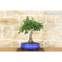 Hawthorn bonsai tree (21)
