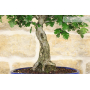 Hawthorn bonsai tree (21)
