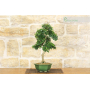 Privet bonsai Ovalifolium (2)