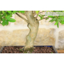 Lagerstroemia bonsai tree (32)