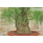 Tamarisk bonsai tree (5)