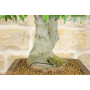 Micocoulier bonsaï (13)