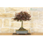 Maple Atropurpureum bonsai tree (5)