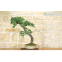 Hawthorn bonsai tree (20)