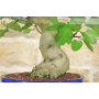 Fig bonsai tree (69)