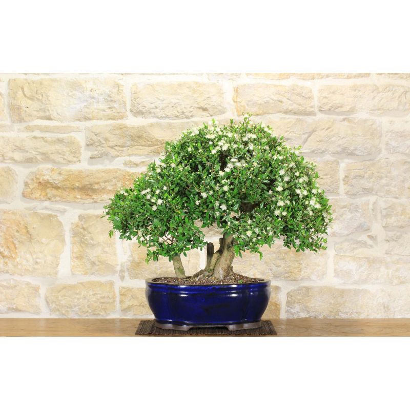 Myrtle pumila bonsai tree (32)
