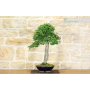 Field Elm bonsai tree (42)