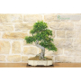 Zelkova Parvifolia bonsai tree (73)
