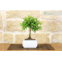 Pomegranate bonsai tree in square white pot
