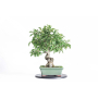 Tavolino girevole per lavorazione bonsai in plastica - diametro 40 cm.