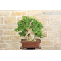 Wild Lagerstroemia bonsai tree (33)