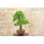 Pine Pentaphilla bonsai tree (43)