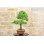 Pine Pentaphilla bonsai tree (43)