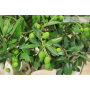 Olive bonsai (156)
