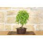 Hornbeam pre-bonsai (1)