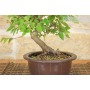 Hornbeam pre-bonsai (1)