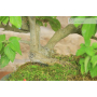 Lantana bonsai tree (32)