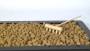 4 - Akadama Ibaraki Hard Quality grano 5/10 mm. - sacco 14 lt.