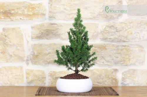 2 - Bonsai di Abete in ciotola bassa