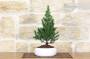 2 - Bonsai di Abete in ciotola bassa