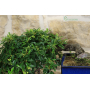 Bonsai di Cotoneaster a foglie di salice (64)