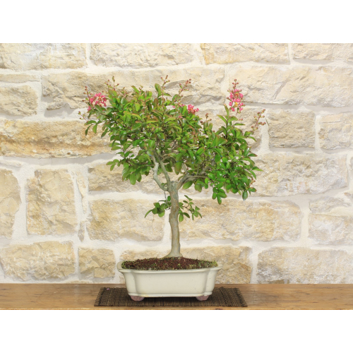 Fuchsia Flower Lagerstroemia Bonsai Tree(37)