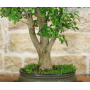 Lilac-flowered Lagerstroemia bonsai tree (36)