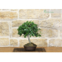 Downy Oak Bonsai Tree (28)