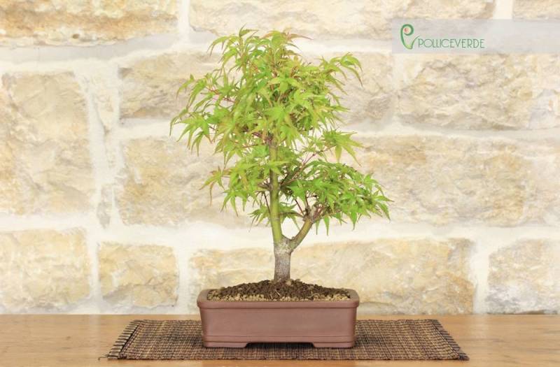 Bonsai di Acero Palmato (8)