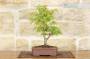 Bonsai di Acero Palmato (8)