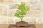 Bonsai di Acero Palmato (8)-0