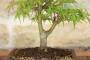 Bonsai di Acero Palmato (8)-1