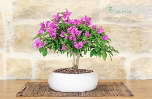 1 - Bonsai di Bougainvillea in ciotola bassa
