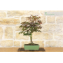 Palmate Maple bonsai tree (45)