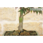 Palmate Maple bonsai tree (45)