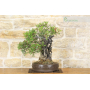 Lentisk bonsai tree (62)