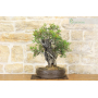 Lentisk bonsai tree (62)