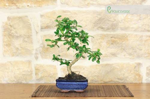 2 - Bonsai di Carmona in vaso cm. 15