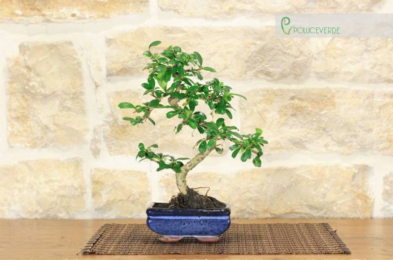 2 - Bonsai di Carmona in vaso cm. 15
