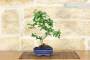 2 - Bonsai di Carmona in vaso cm. 15
