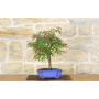 Palmate Maple bonsai tree (46)