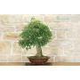 Hackberry bonsai tree (14)