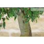 Hackberry bonsai tree (14)