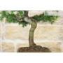 Cedar bonsai (21)