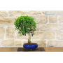Ficus Retusa bonsai tree (152)