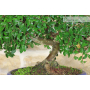Chinese elm bonsai tree (139)