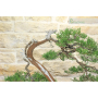 Cypress bonsai tree (14)