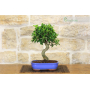 Ficus Retusa bonsai tree (153)