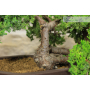 Juniper Procumbens bonsai tree (11)