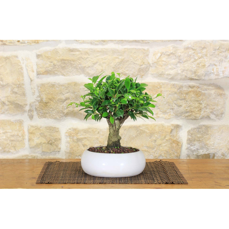 Ficus Retusa bonsai tree in shallow bowl